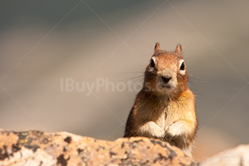 Ground squirrel appearing from behind rock