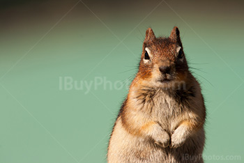 Ground squirrel portrait with turquoise water on background