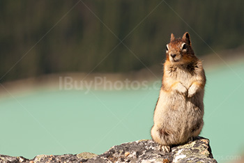 Ground squirrel standing on rock with Lake Louise on background