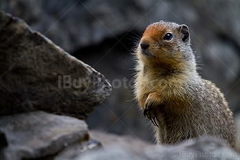 Ground squirrel standing on rocks holding hands with claws