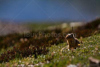 Ground squirrel seating in grass in meadow