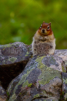 Funny fat squirrel seating on rock