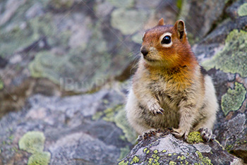écureuil pose avec une pattes en l'air, sur un rocher