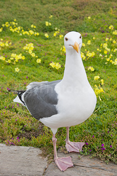Gull standing on ground with yellow flowers on grass