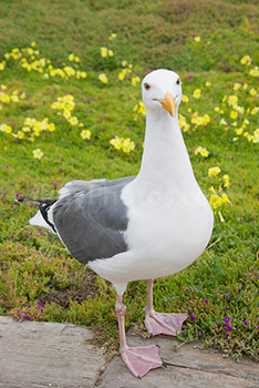 Mouette debout sur le sol avec des fleurs jaunes dans herbe