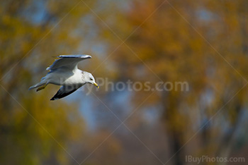 Gull flying with blurry trees on background