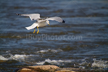 Gull landing on rock in river, bird flying with open wings