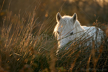 Chevel blanc camarguais mange de l'herbe