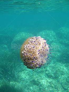 Jellyfish underwater in sea