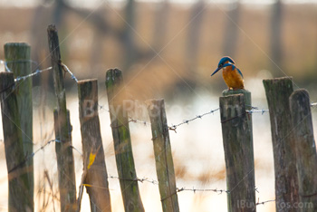 Photo: Kingfisher 001