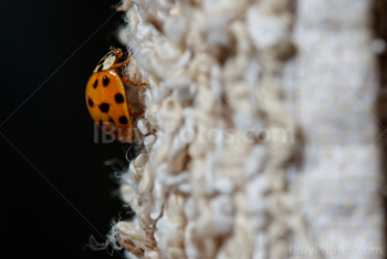 Photo: Ladybug 002