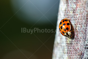 Photo: Ladybug 004