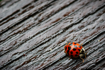 Photo: Ladybug 005