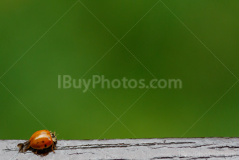 Photo: Ladybug 006