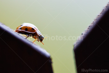 Photo: Coccinelle 007