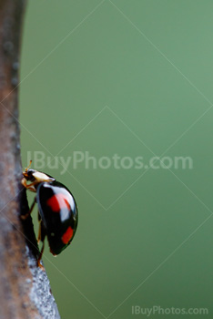 Photo: Coccinelle 008