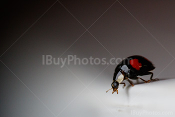 Photo: Coccinelle 009