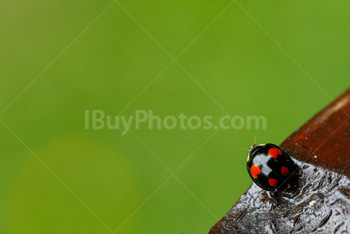 Photo: Ladybug 011