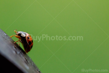 Photo: Ladybug 012