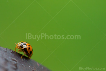 Photo: Ladybug 013