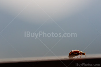 Photo: Ladybug 014