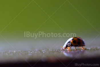 Photo: Coccinelle 015