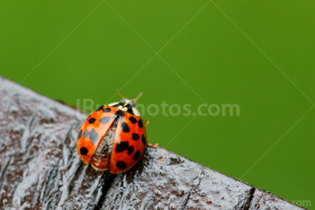 Photo: Ladybug 016