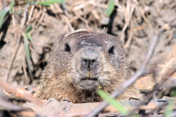 Marmotte sort la tête de son terrier