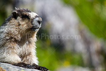 Marmot portrait on rock in Alberta