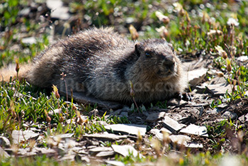 Canadian marmot in the prairie in Alberta
