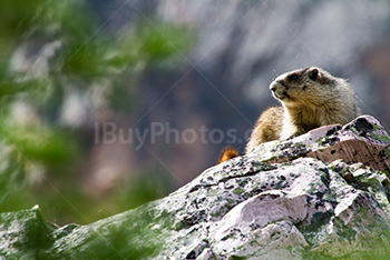 Marmot seating on rock under sun