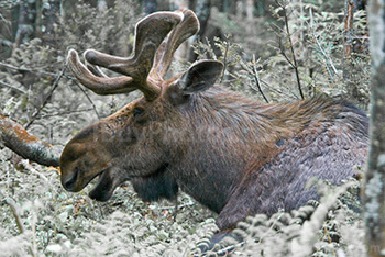 Moose male seating and eating in woods