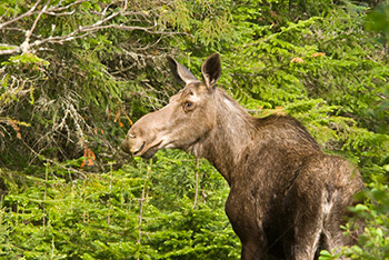 Female moose in forest with fir trees