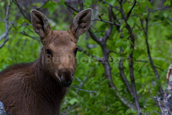 Baby moose face portrait in woods