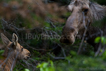 Baby moose and moose cow mother in forest