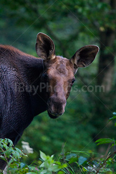 Moose portrait in forest among branches