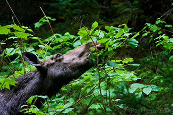 Femelle orignal mange des feuilles en forêt