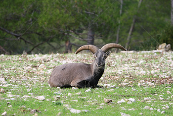 Mouflon sitting on grass and rocks