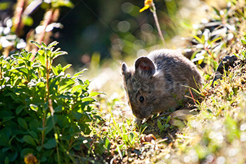 Pika des Montagnes Rocheuses mange de l'herbe dans praire en Alberta