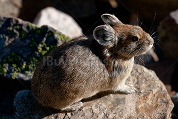 Pika seating on rock in Rockies