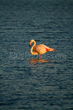 Pink flamingo standing in pond in South of France