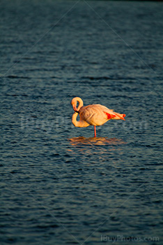 Pink flamingo in pond in Camargue in South of France