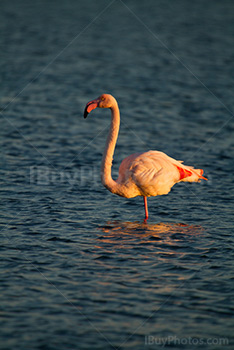 Pink flamingo on one leg in water