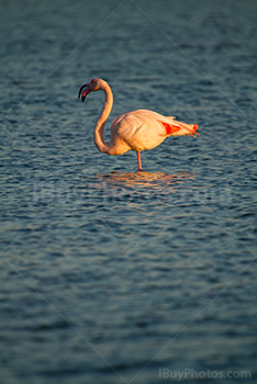 Pink flamingo opening beak while standing in water