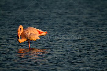 Flamant rose qui baisse la tête