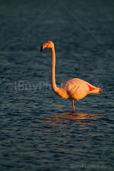 Flamant rose lève la tête et regarde debout dans étang