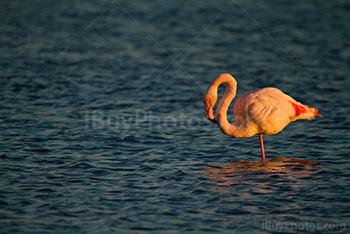 South of France flamingo in pond