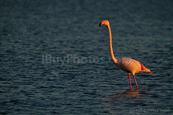 Flamant rose avec long cou debout dans eau