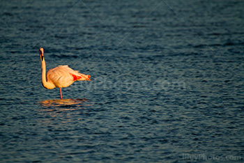 Flamant rose regarde de face, dans eau avec vagues