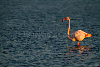 Flamant rose debout sur une patte dans eau avec petites vagues